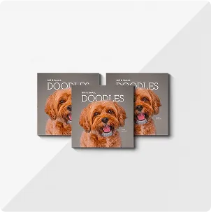 Three square photo books titled Doodles with a picture of a fluffy dog on the front cover