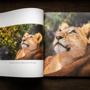 An open photo book displaying a large photograph of two lions resting together in their natural habitat.