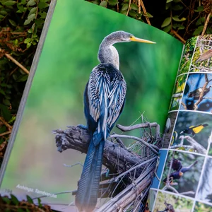 Eine aufgeschlagene Zeitschrift, in der farbenfrohe Fotos von Wildvögeln zu sehen sind.