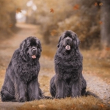 K9Chronicle