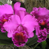 orchidfruit