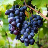 agategrapes