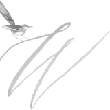 thewhitewren