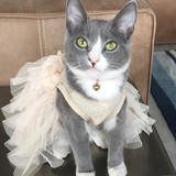 sheardance