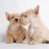 puppies11