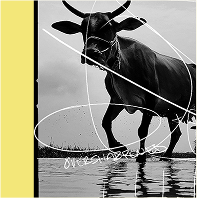 Image Breakdown (7/24/24) - A surreal black-and-white image of a bull standing over water, highlighting reflection techniques.